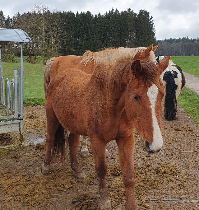 Pferde-Erlebnishof bei Diessen/Ammersee